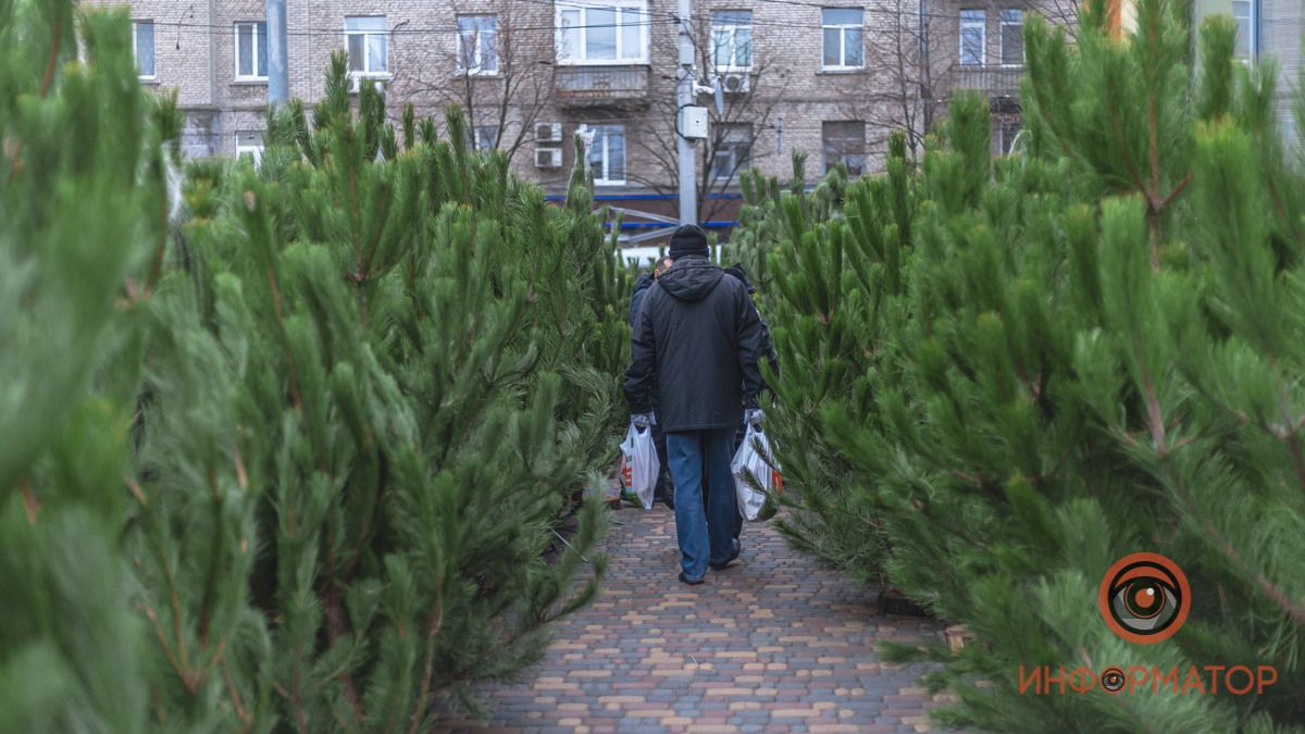 Тур по елочным базарам в Днепре: какие елки продают и сколько они стоят