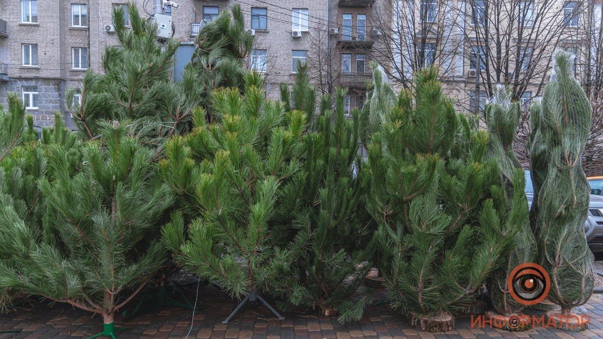 В Днепре бесплатно раздают елки: узнай, где