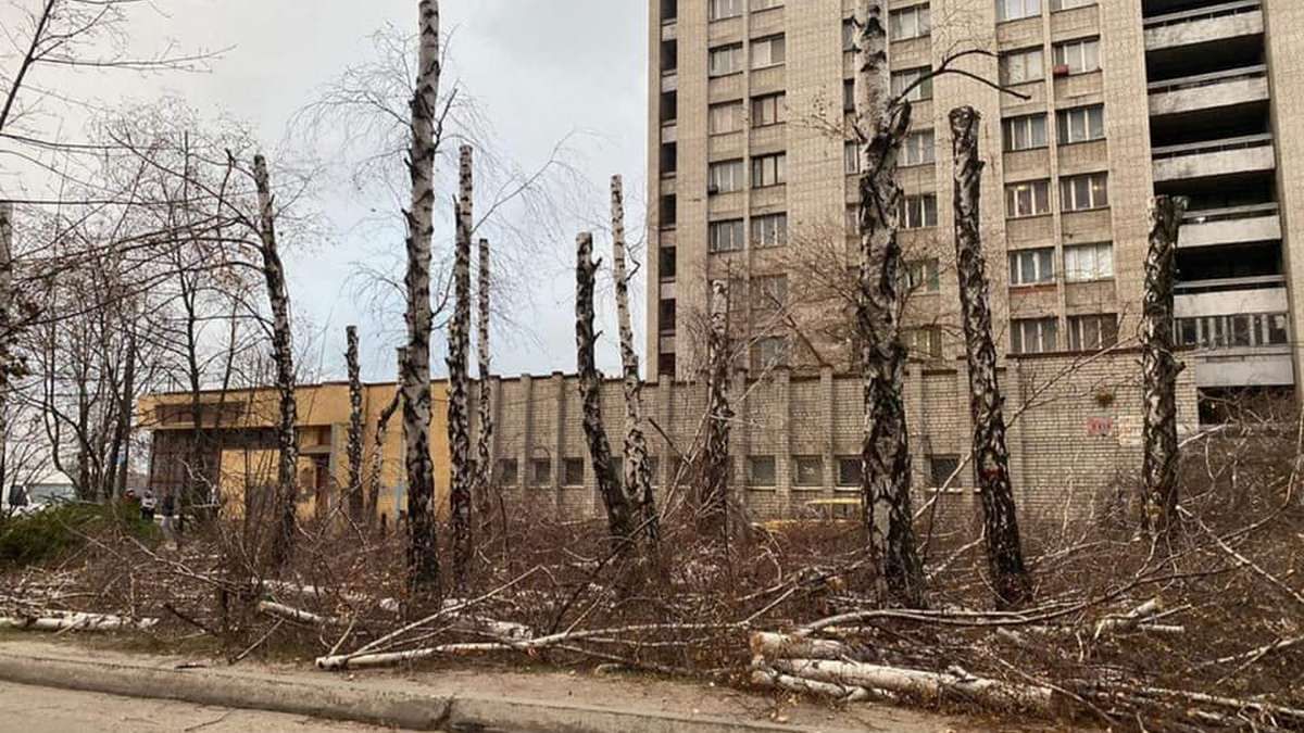 В Днепре на Победе вырубили березовую рощу: мэр Днепра Филатов пообещал найти нарушителей