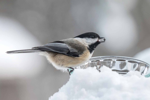 Как в Днепре помочь животным и птицам пережить зиму