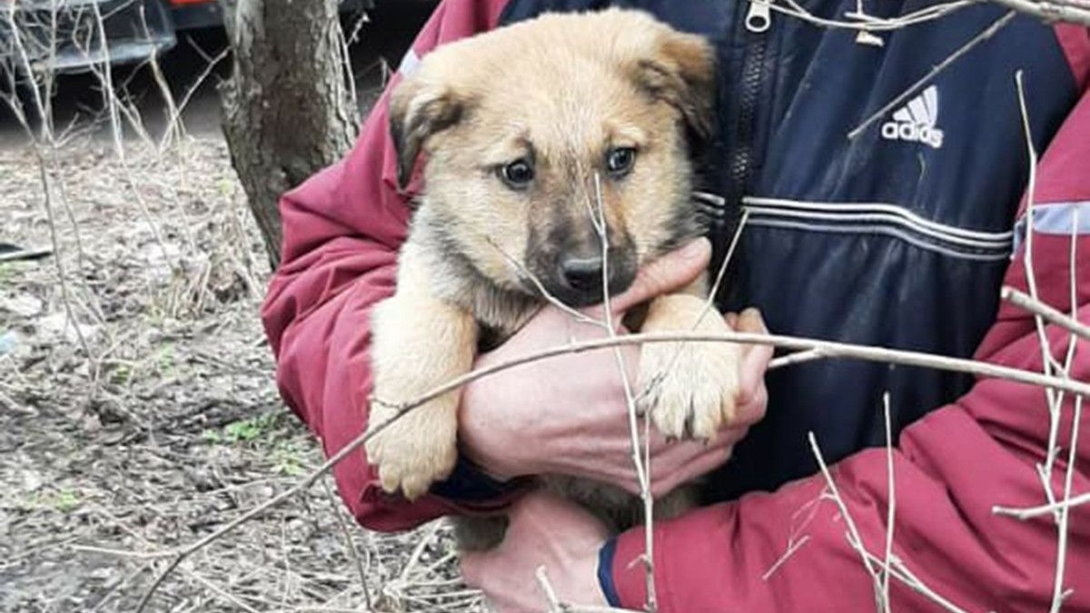 В Днепре спасатели достали из заброшенного подвала двоих щенков