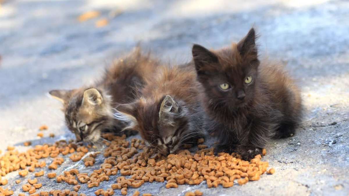 Сбила машина, выбросили на улицу и покусали собаки: каким животным Днепра нужна помощь