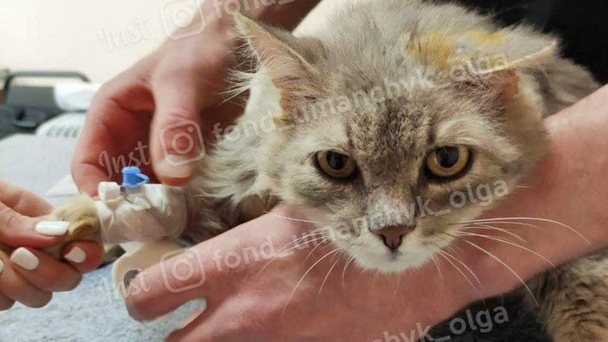 В Днепре спасают кота, которого сбили машиной и обстреляли: нужна помощь