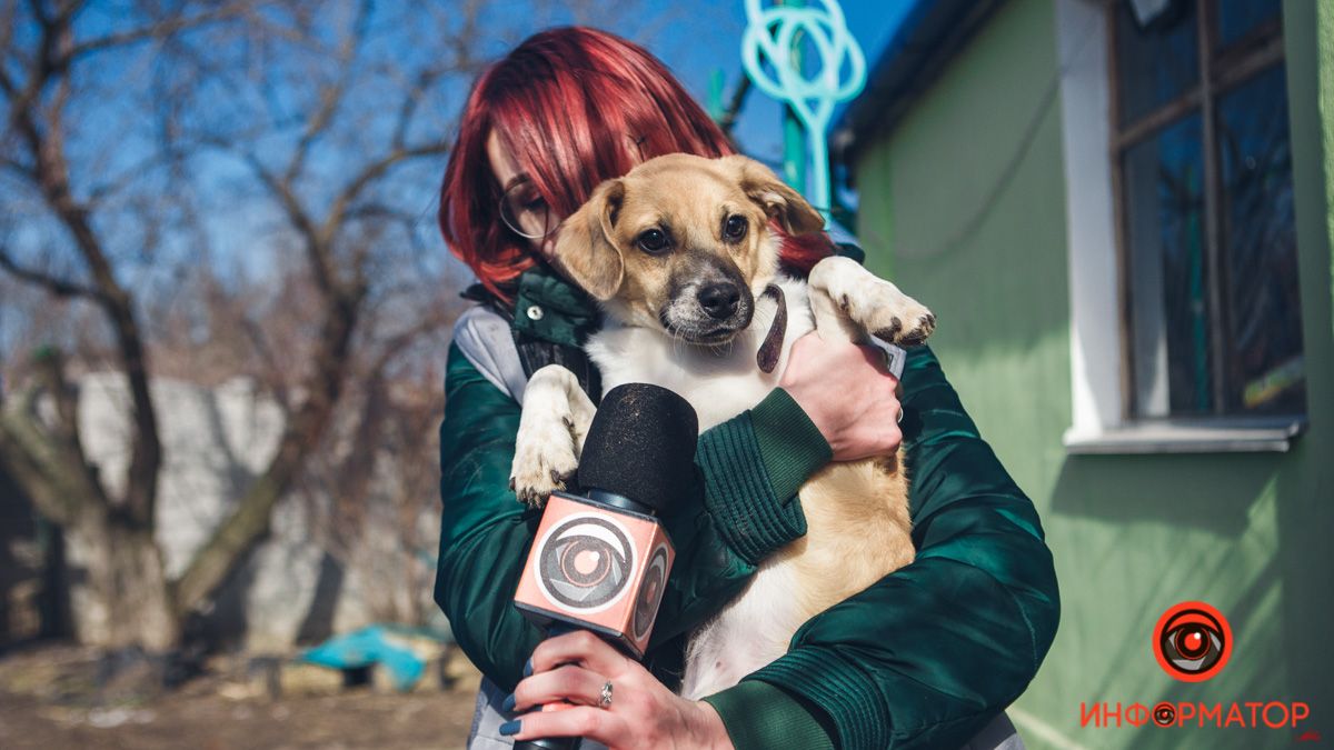 Животные ищут дом: где в Днепре найти себе кота или собаку