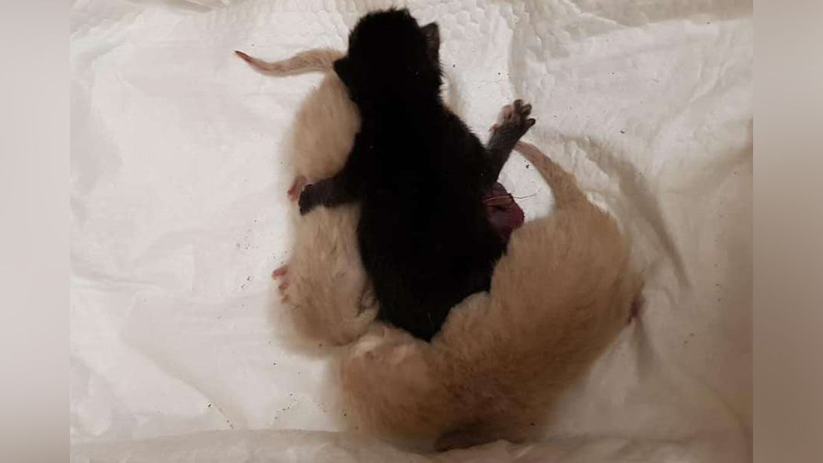 В Днепре женщина нашла завязанный пакет с новорожденными котятами