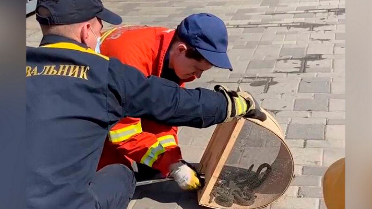 В Днепре на территорию кафе на Набережной заползли 12 змей