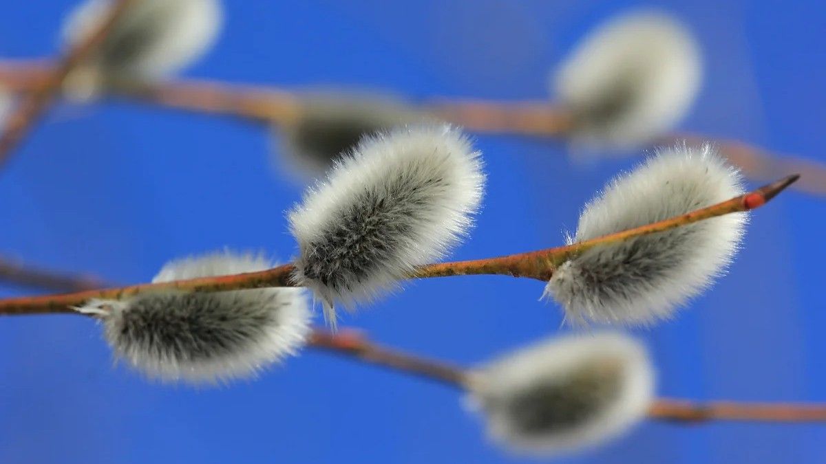 25 апреля: какой сегодня праздник