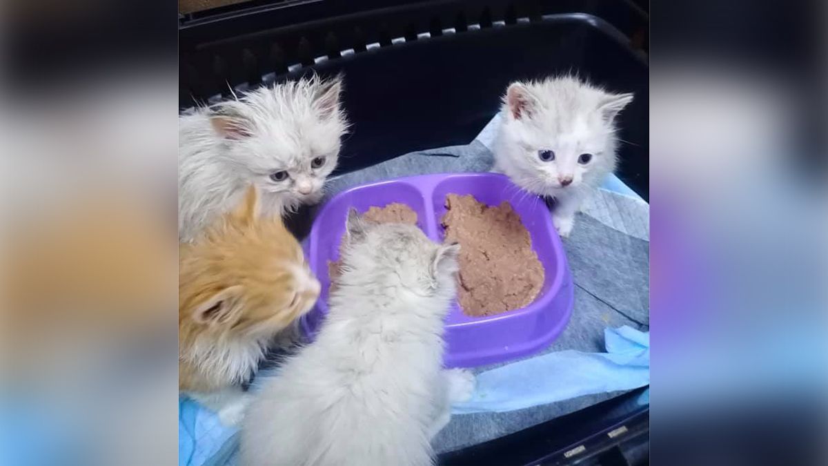 В Днепре котят выбросили в мусорный бак в застегнутом рюкзаке