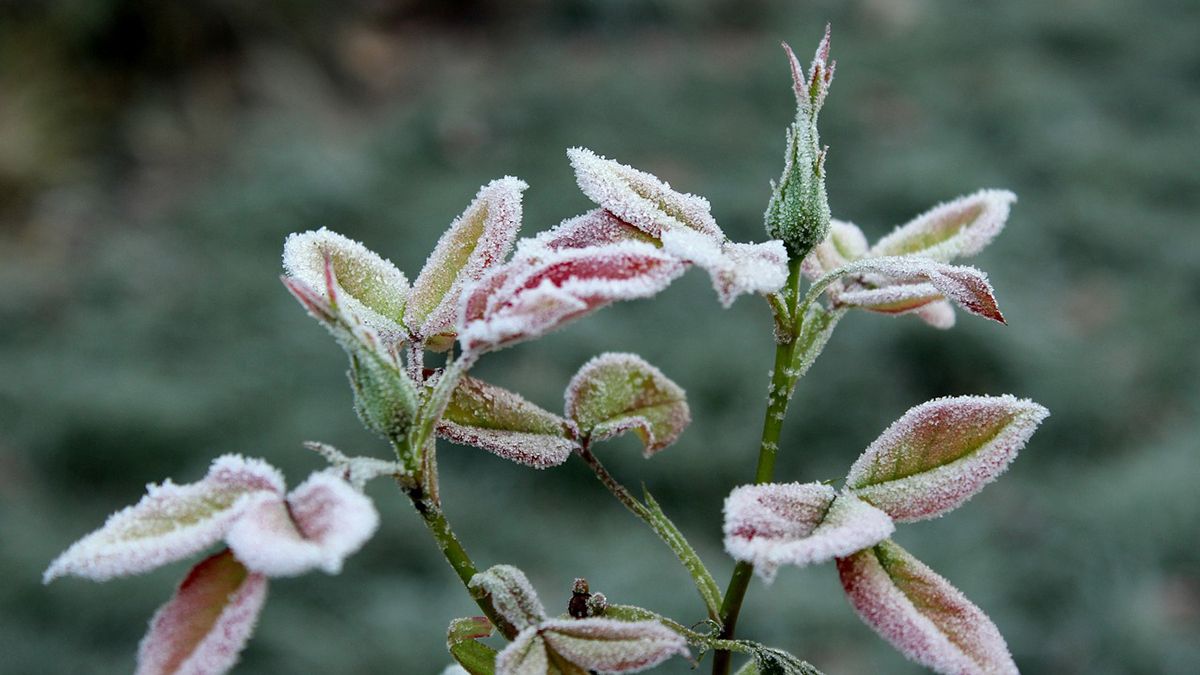 В Днепре и области ожидаются заморозки