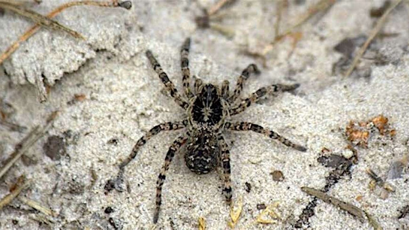 Как уберечь себя от ядовитых пауков этим летом