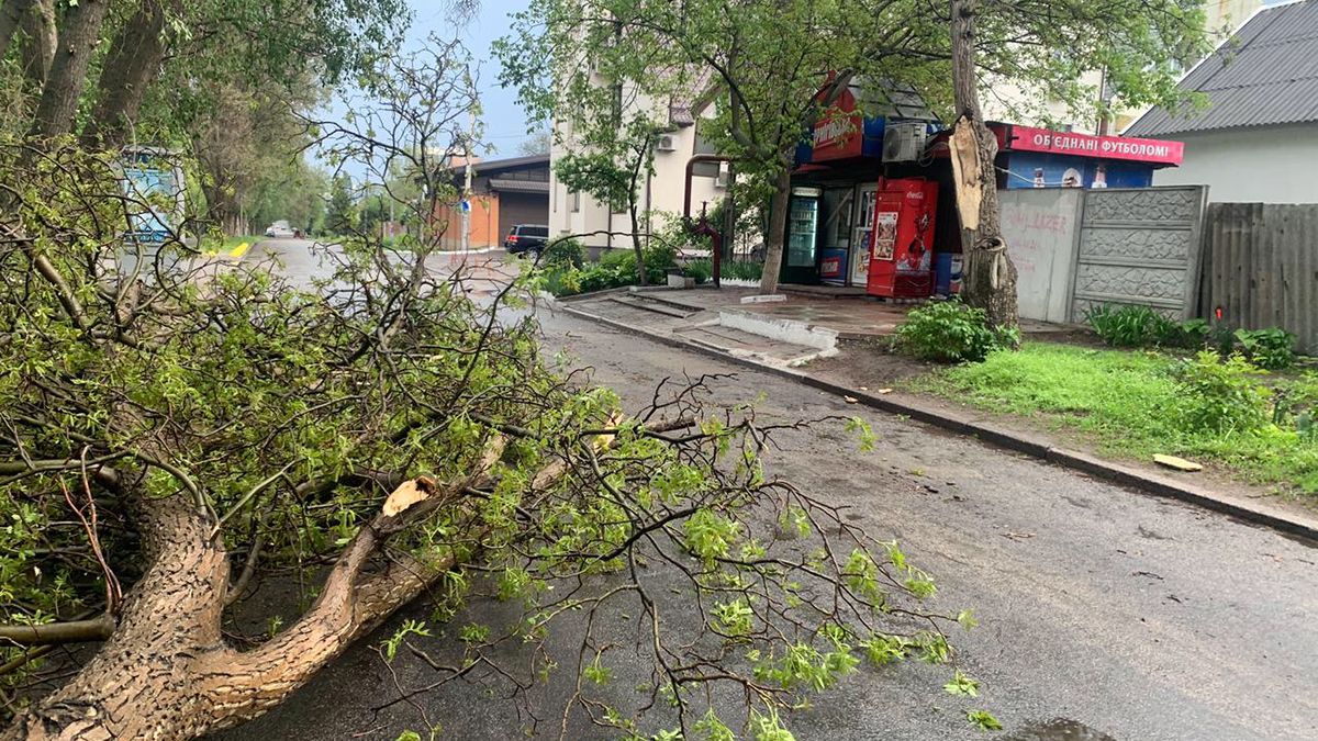 В Днепре на Казакова упало дерево и перегородило проезжую часть