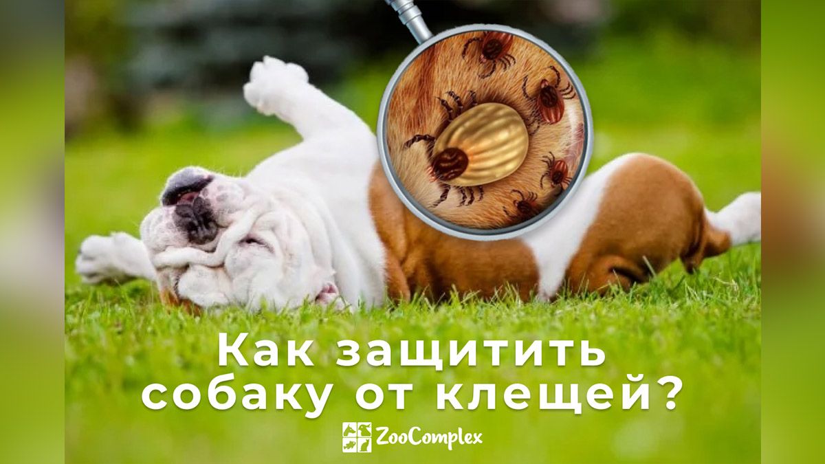 Как защитить своего питомца в сезон клещей