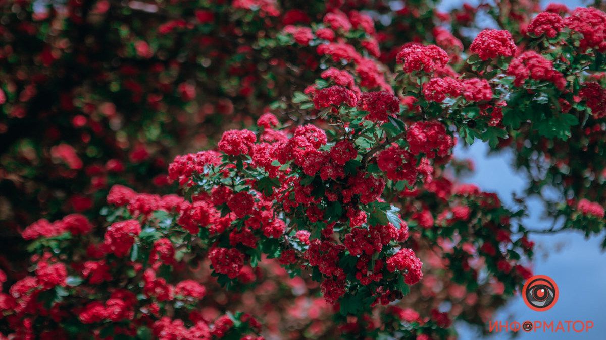 "Ночь музеев 2021", цветущий боярышник и пианино на набережной: ТОП хороших новостей недели