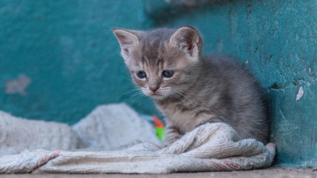 В Днепре спасают месячного котенка, которому сломали челюсть: нужна помощь