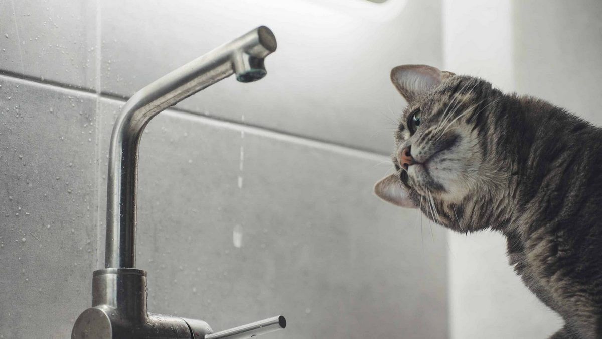 В четверг на нескольких улицах в Днепре не будет воды: список адресов