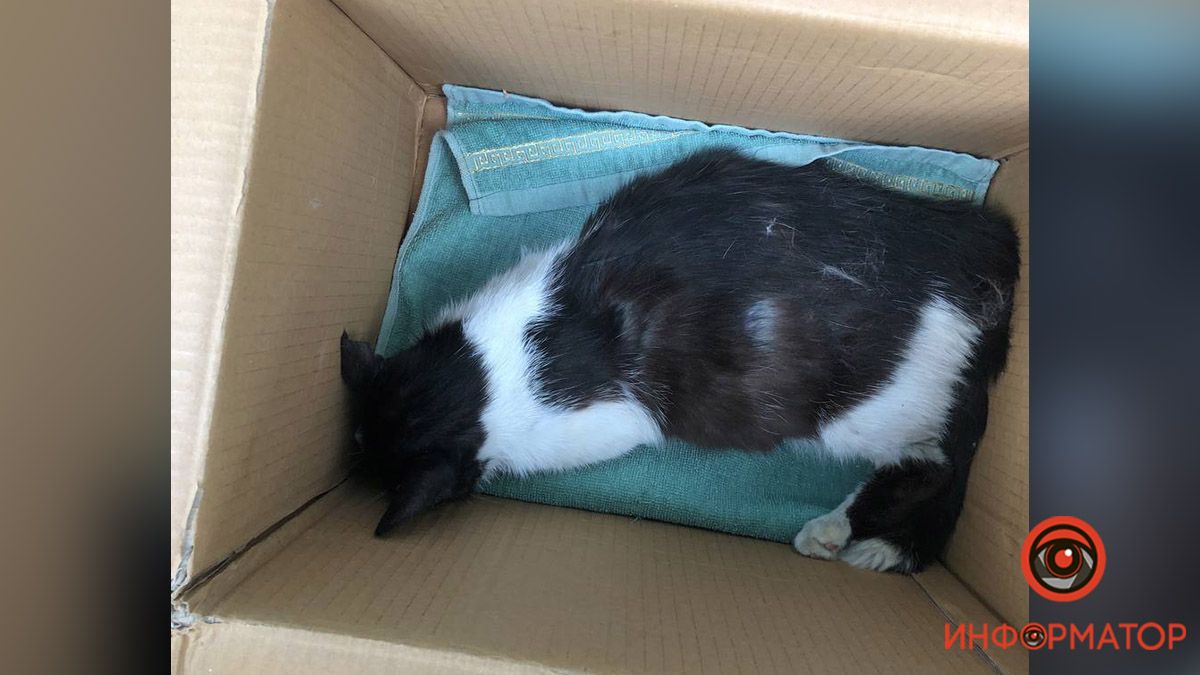 В Днепре собаки покусали беременную кошку: нужна помощь
