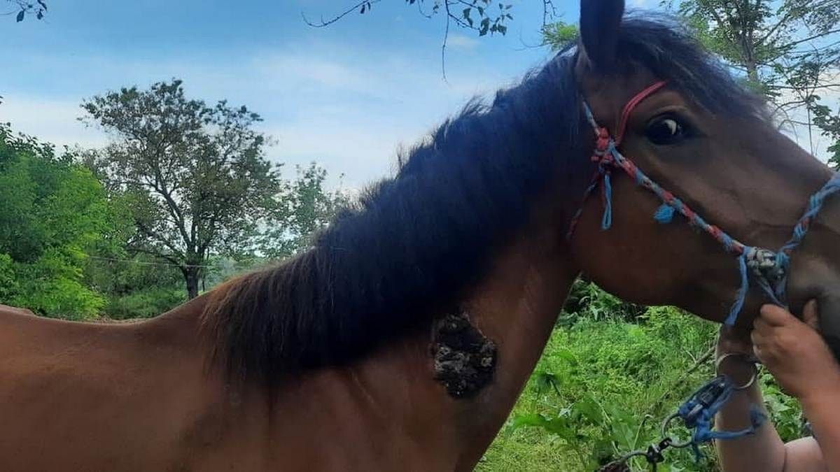 В Днепре спасают лошадь с язвой на теле: нужна помощь