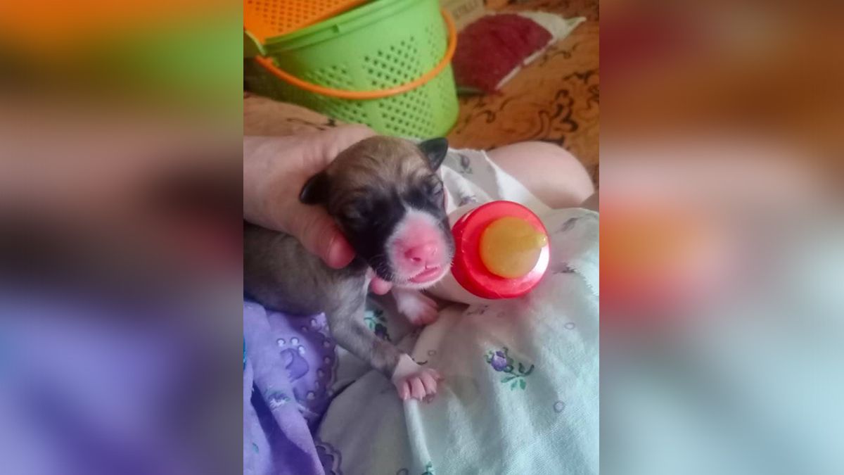 В Днепре спасают щенка, которого выбросили в мусорный бак: нужна помощь
