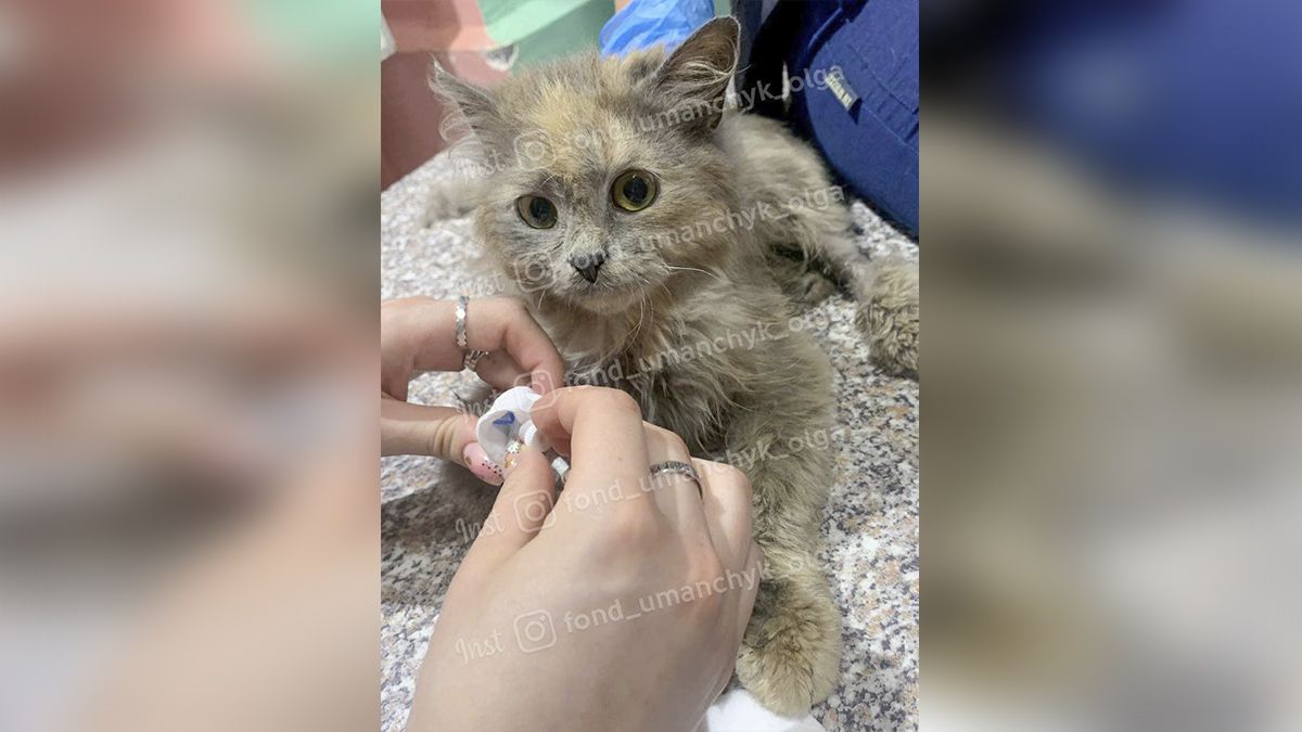 В Днепре у кошки с задних лап содрали кожу: помогите спасти