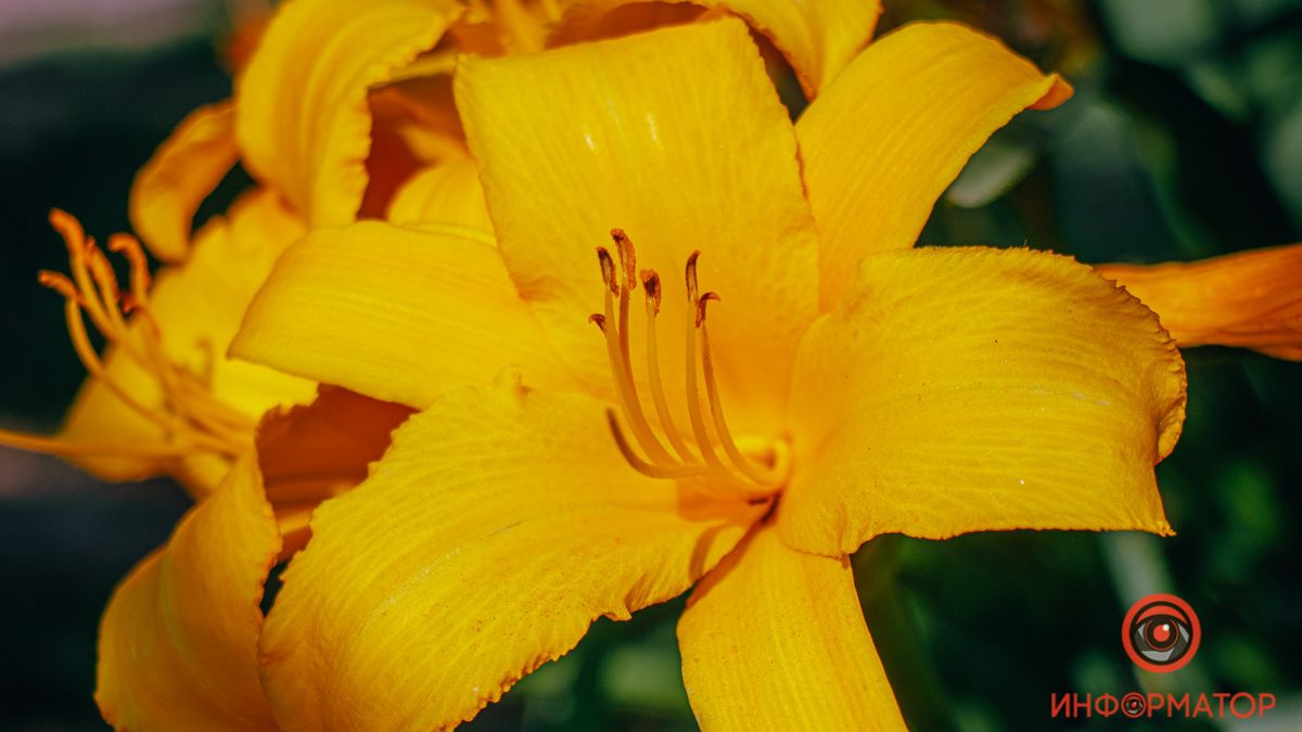 Лилии цвета яркого солнца распустились жарким июльским днем