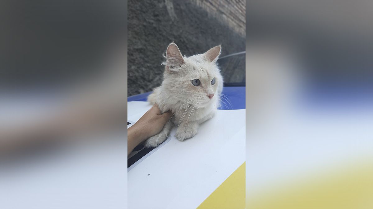 Прибился к патрульным: в Днепре ищут хозяев для "кота-полицейского"