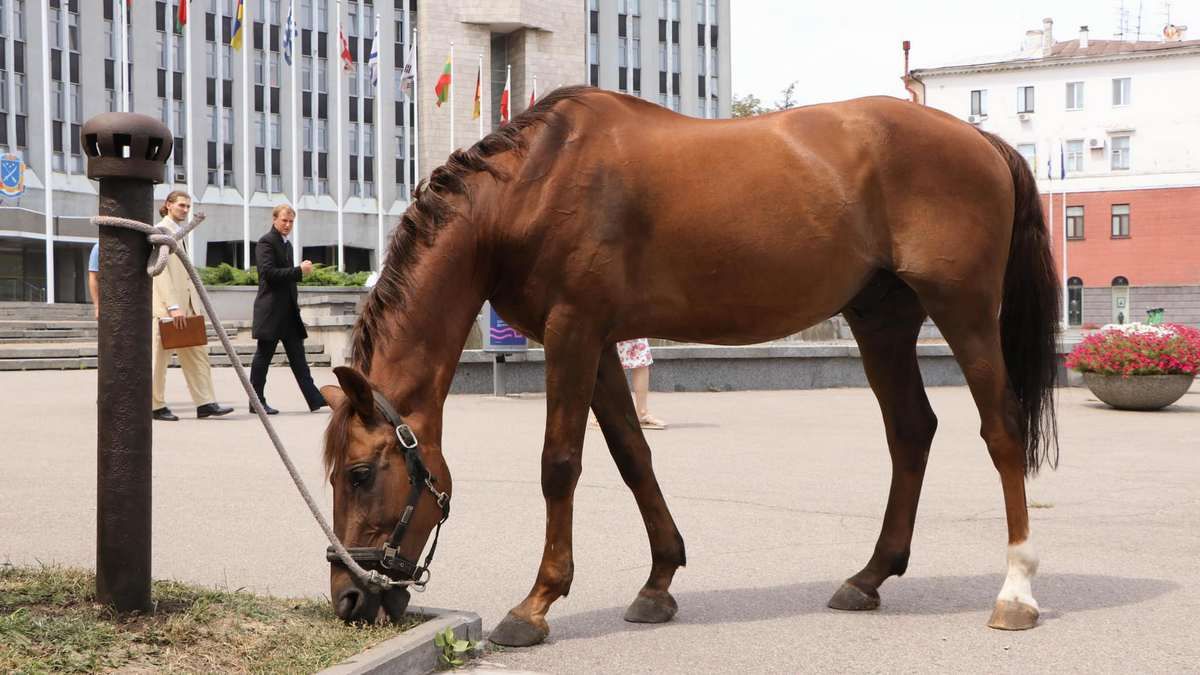 Возле горсовета Днепра установили коновязь и "припарковали" лошадь