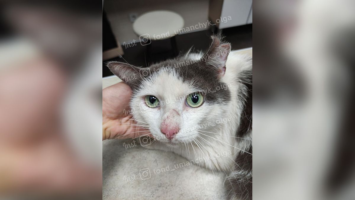В Днепре коту оторвали часть хвоста