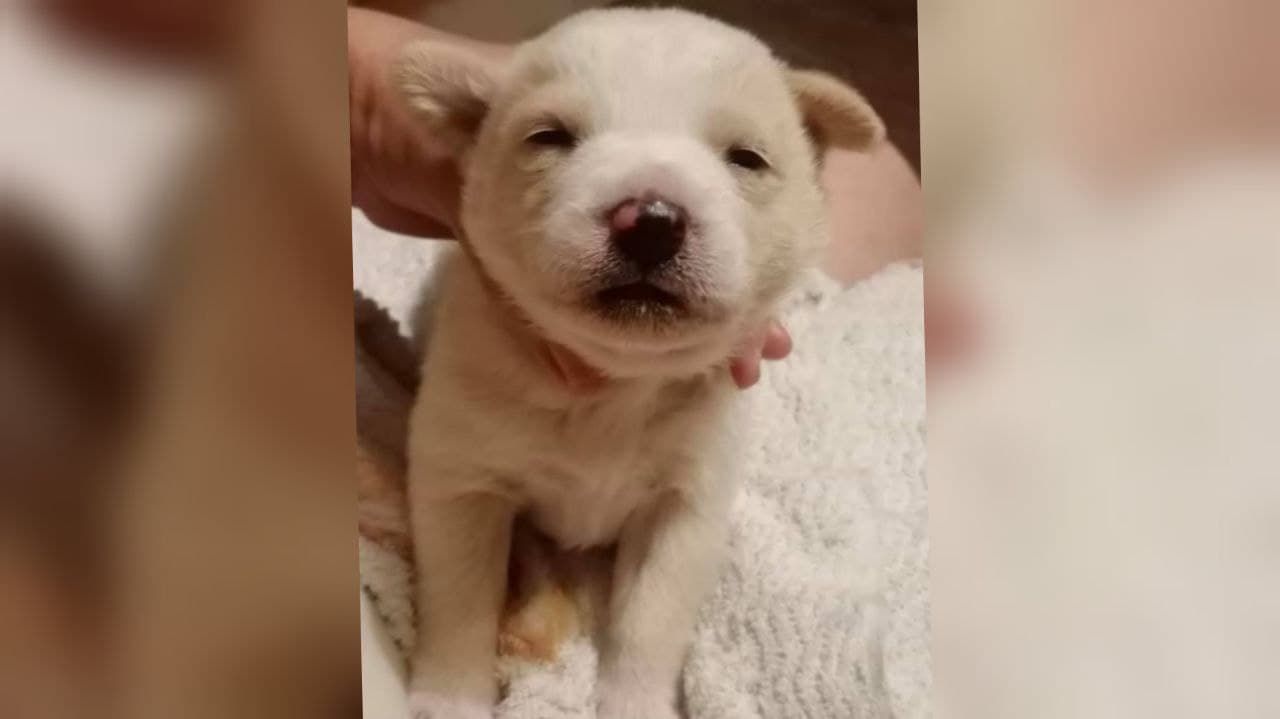 В Днепре на Луговской новорожденных щенков выбросили в мусор: малыши ищут дом