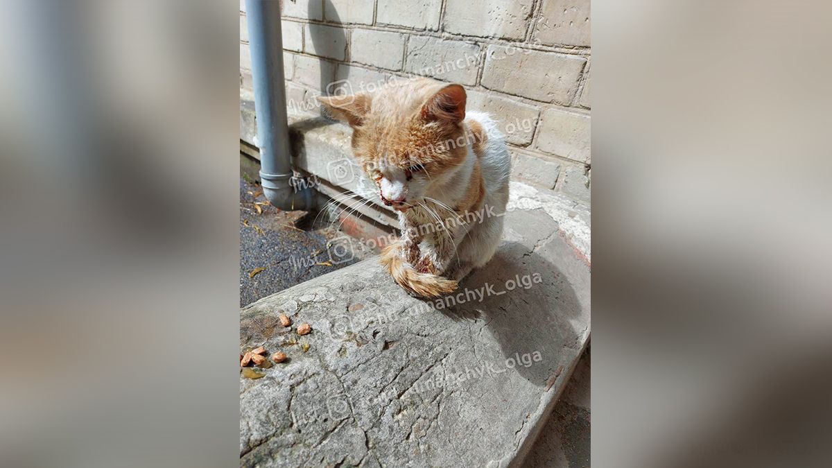 Перелом челюсти, раны и ссадины: в Днепре избили кота Рыжика