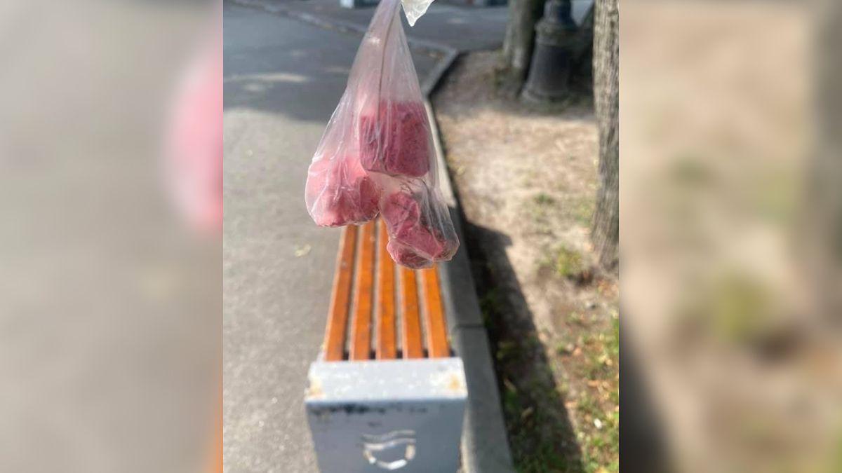 В Днепре в сквере нашли отраву для собак: как оказывать помощь питомцу
