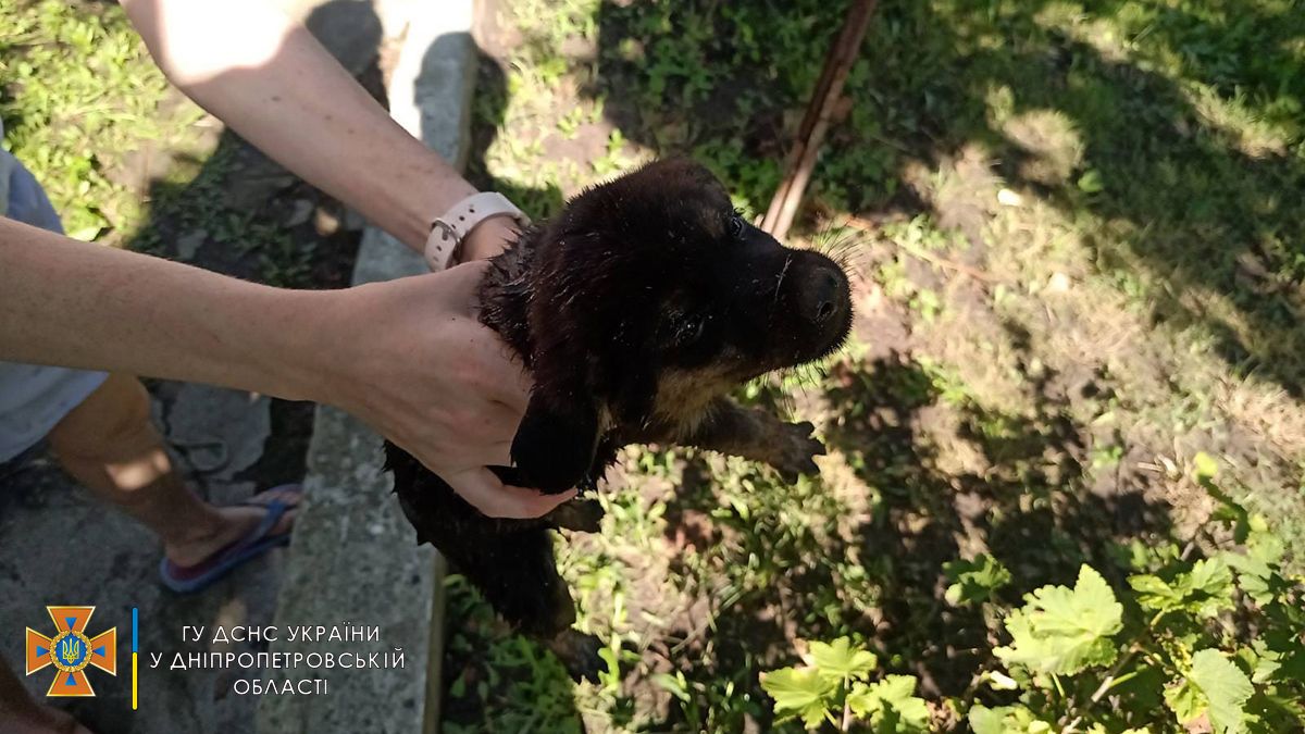 В Днепре два щенка провалились в выгребную яму: пришлось вызывать спасателей