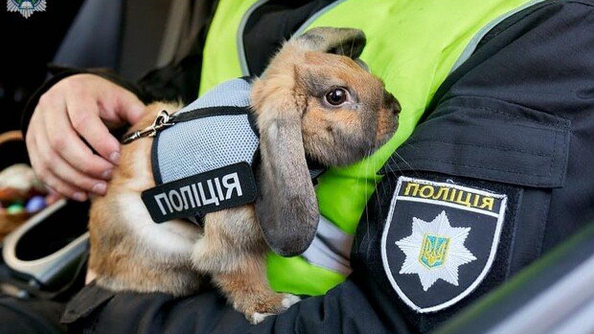 Підсумки тижня від поліції і рятувальників