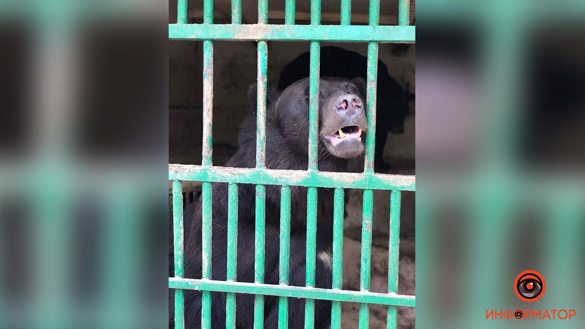 В Днепропетровской области на базе отдыха в ужасных условиях содержат медведей, тигра, каракалов, носух, кроликов и обезьян