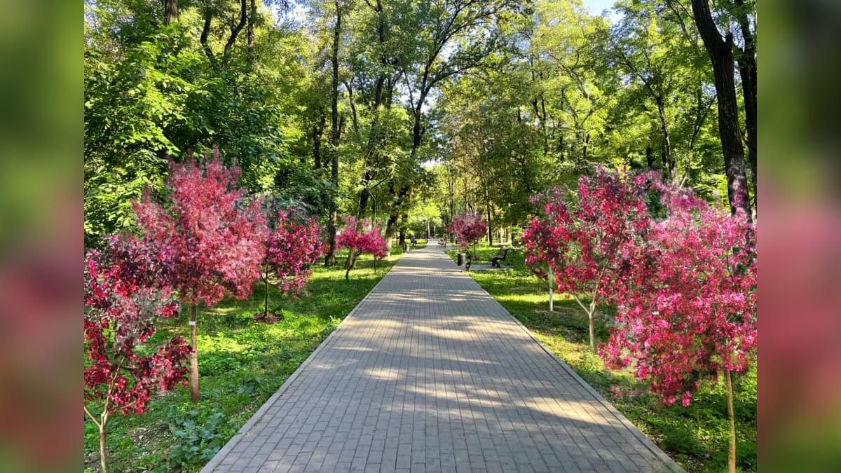 Деревья за кофе: в Днепре в парке Гагарина появится сад из райских яблонь