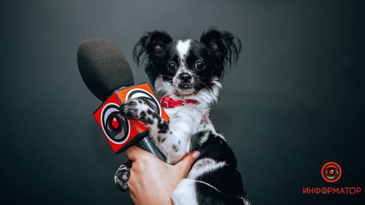 В Днепре пропало много животных: помогите найти