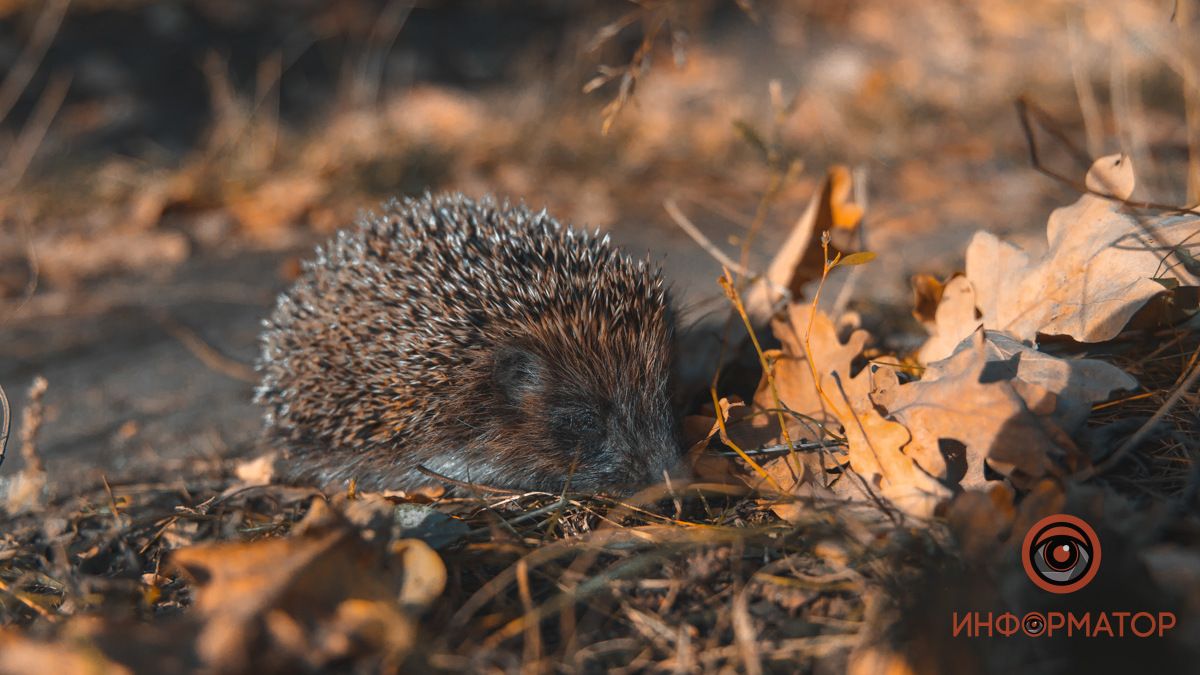 Спасение жизни, новый мост и празднование Дня защитников и защитниц Украины: топ хороших новостей недели