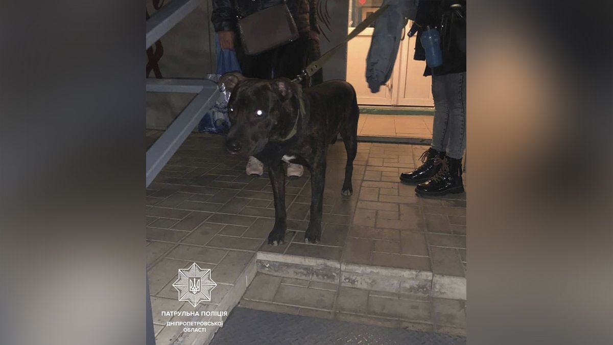 В Днепре пьяный мужчина бил собаку шокером