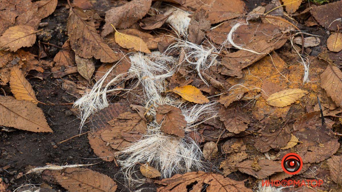 В Днепре на улице Нестерова возле школы нашли собачьи шкуры