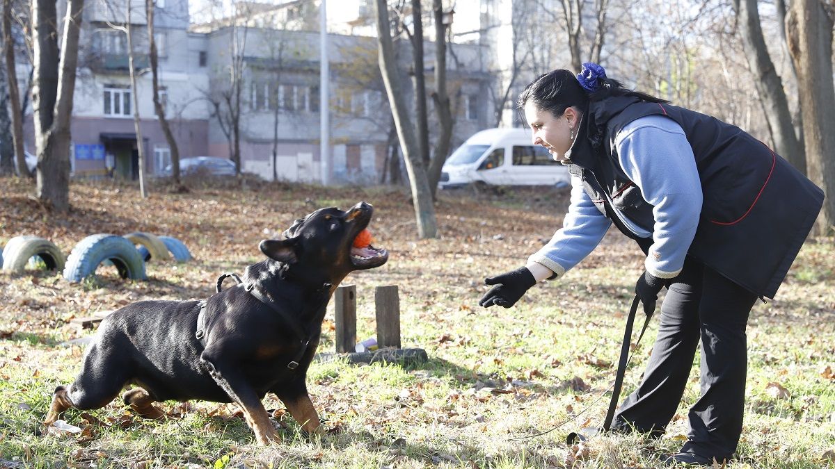 Вместо площадки для собак новая дорога: Как власть Днепра отреагировала на скандал вокруг Бюджета участия