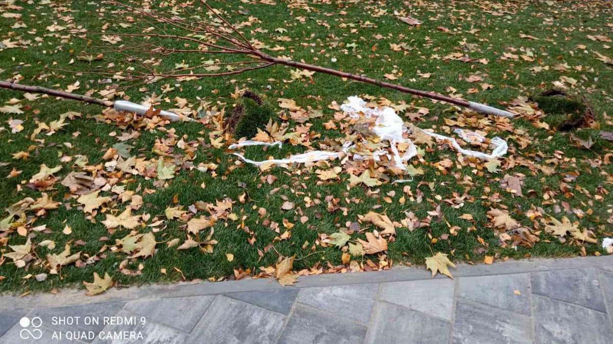 В Днепре в обновленном сквере на Калиновой пытались украсть сакуры