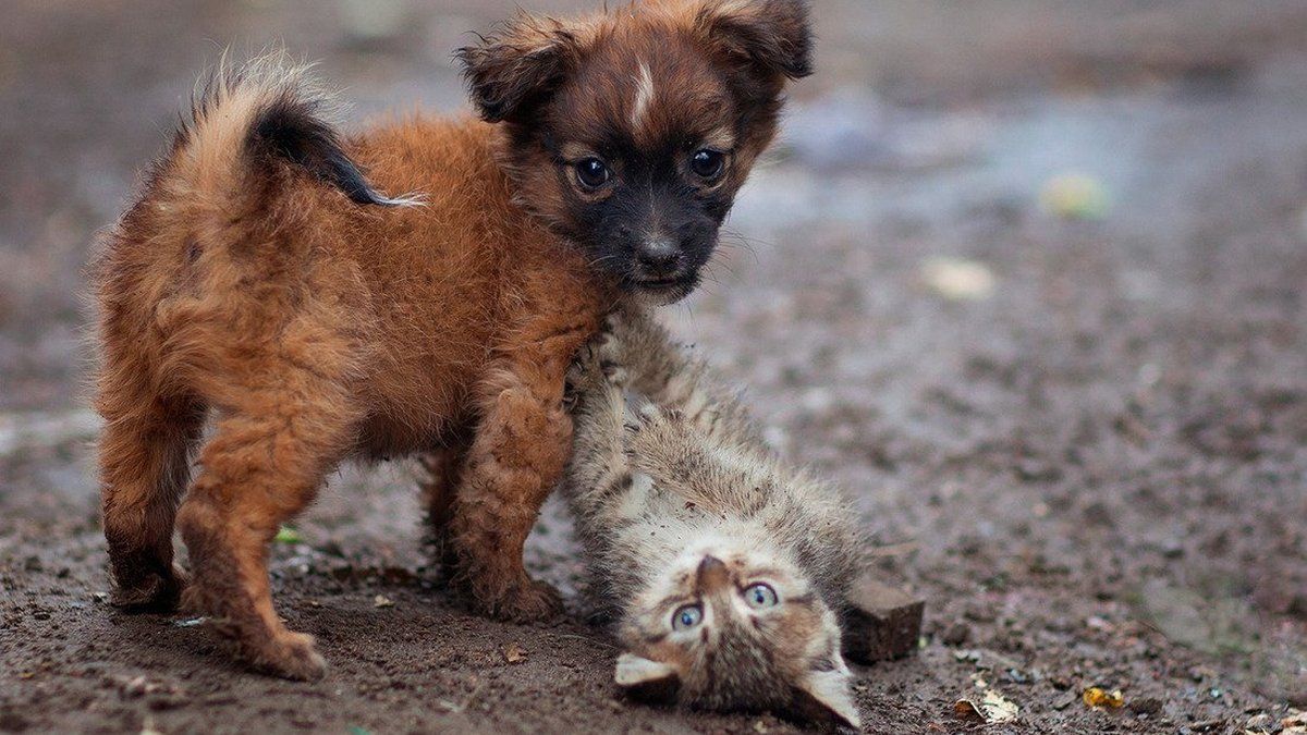 Анемия, истощение и некроз: каким животным в Днепре нужна помощь