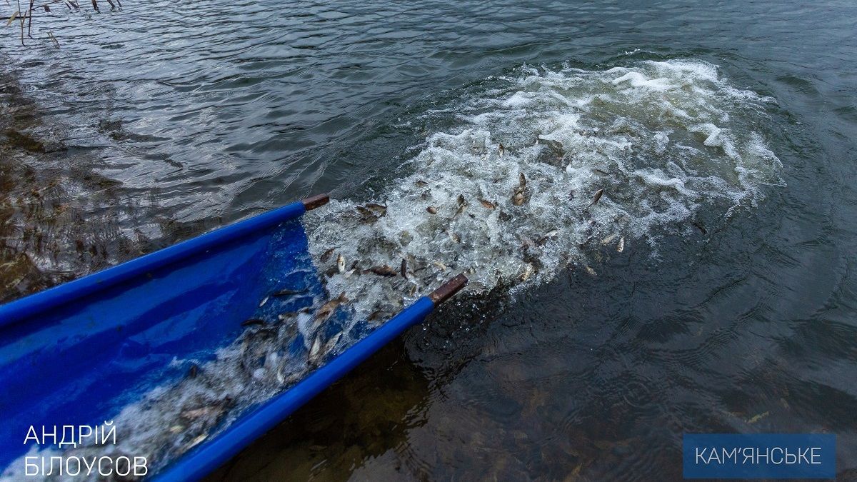В Каменском провели очередное зарыбление левобережного канала