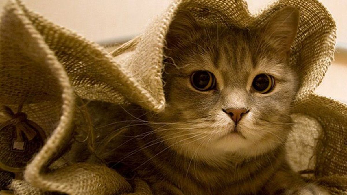 В Днепре на Старом мосту мужчина спас кота, которого завернули в мешок и выбросили