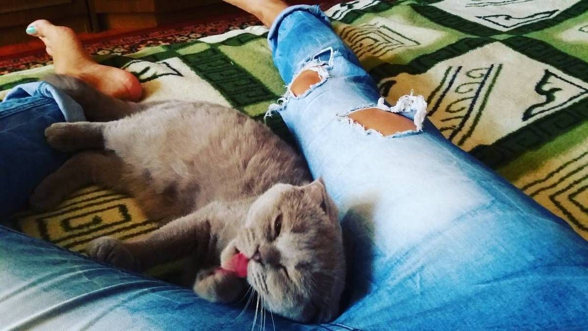 В ветклинике Днепра умерла кошка, которую привезли с лёгким растяжением лапки: комментарии хозяйки и врачей