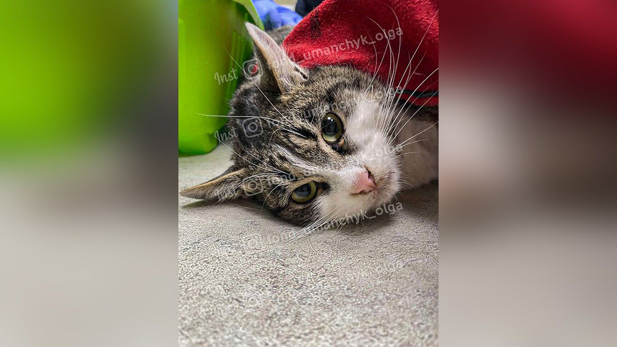 В Днепре спасают котика со рваной раной живота: нужна помощь