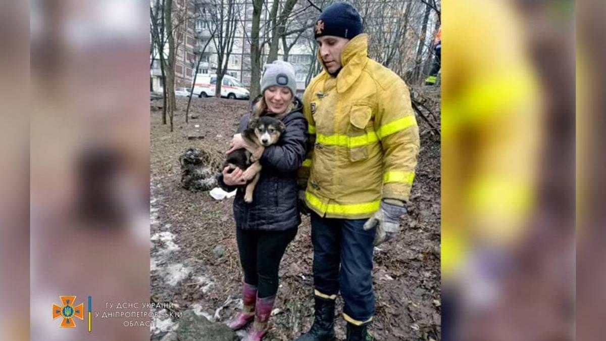 В Днепре и области сотрудники ГСЧС два раза за день спасли жизни четверолапым