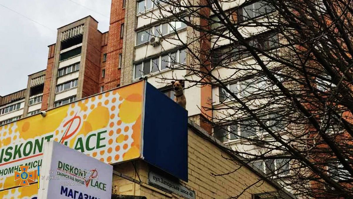 В Днепре собака забралась на крышу магазина