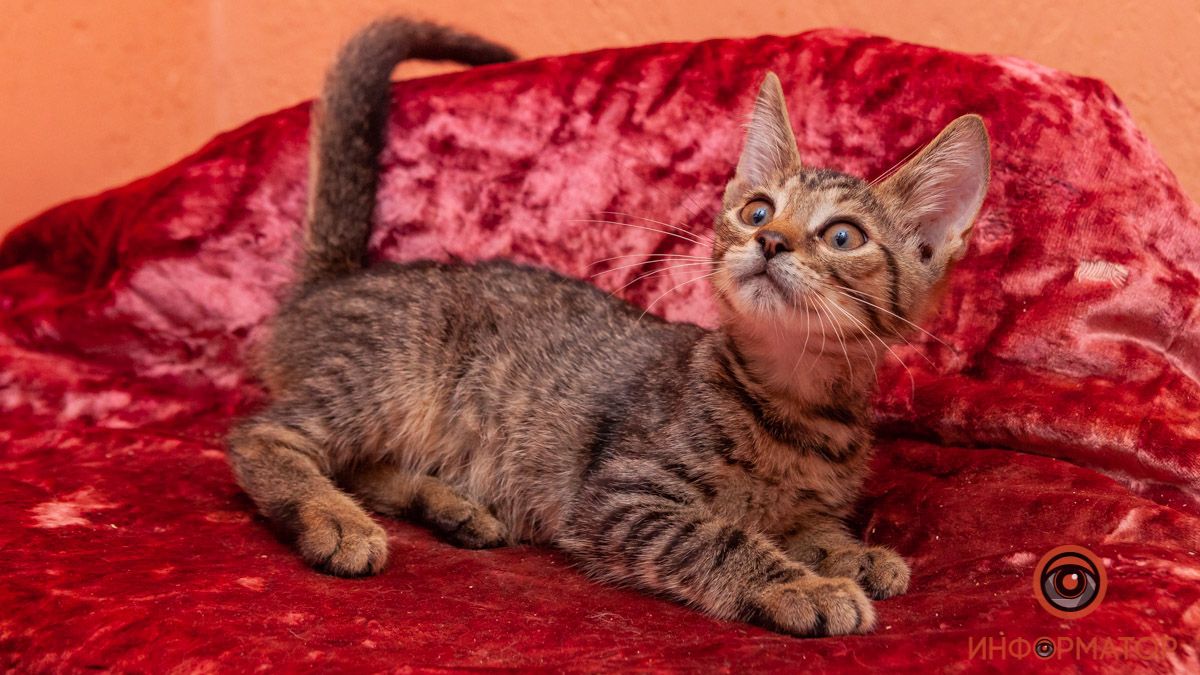 Как приучить котов и кошек к лотку и отучить портить вещи