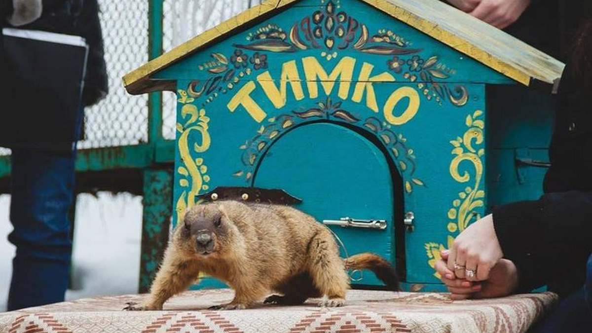Сурок Тимка "предсказал", когда и какая весна придет в Украину