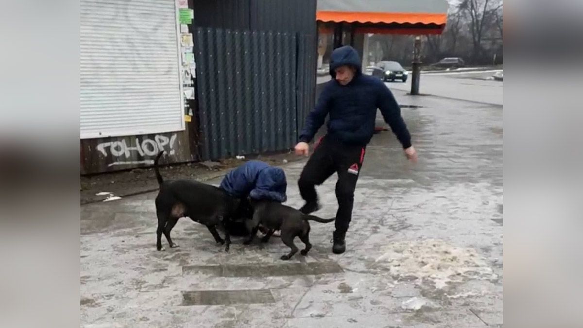 В Днепре питбули без намордников напали на женщину: видео момента